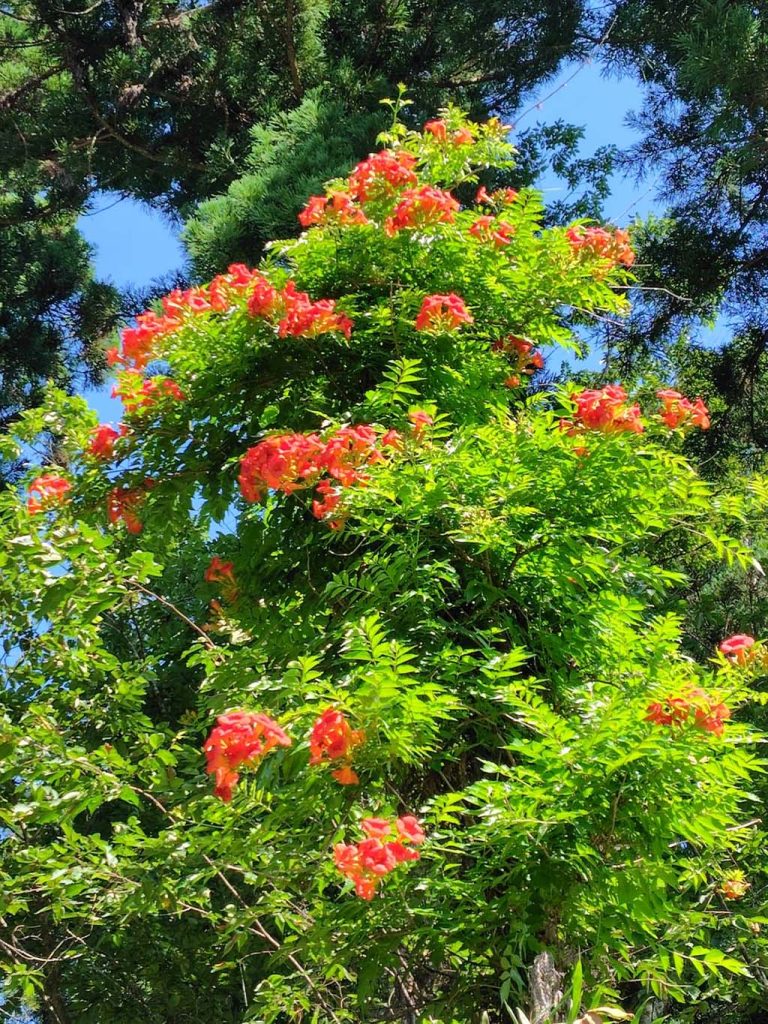 早川丈夫さん　作品名『夏本番!!　暑さに耐える花』
